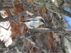 Pygmy Nuthatch